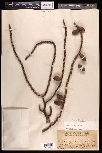 Pinanga maculata image