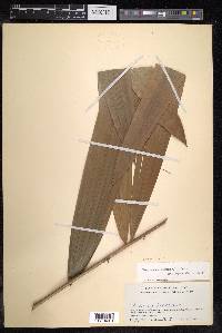 Calamus didymophyllus image
