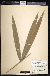 Calamus didymophyllus image