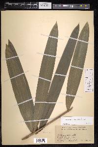 Calamus didymophyllus image