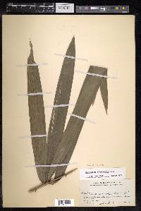 Calamus didymophyllus image