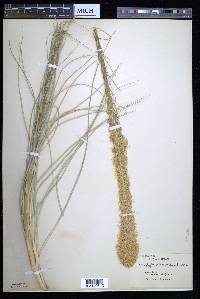 Xerophyllum douglasii image