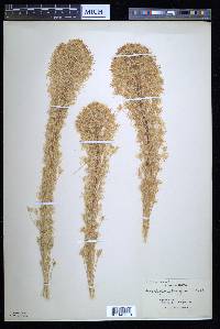 Xerophyllum douglasii image