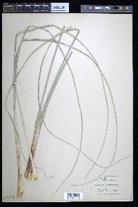 Xerophyllum douglasii image