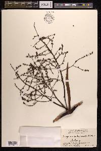 Hanguana malayana image
