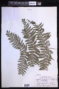 Dryopteris dilatata image