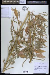 Amaranthus tuberculatus image