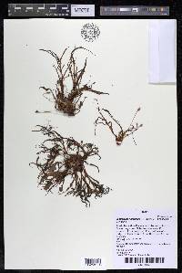 Lophogyne fimbrifolia image