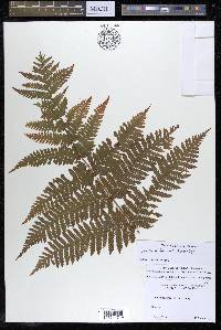 Ctenitis melanosticta image