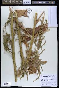 Amaranthus tuberculatus image