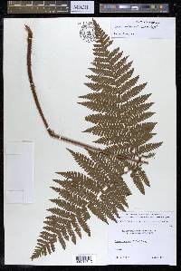 Ctenitis melanosticta image