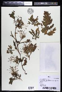 Apinagia longifolia image