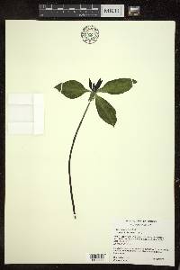 Trillium recurvatum image