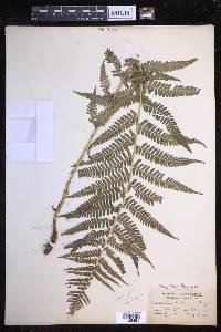 Dryopteris filix-mas image