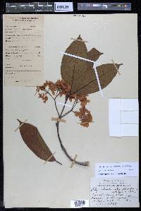 Chonemorpha verrucosa image