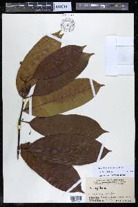 Willughbeia tenuiflora image