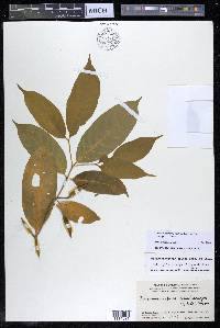 Tabernaemontana rostrata image