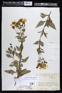 Coreopsis petrophiloides image