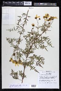 Coreopsis rhyacophila image