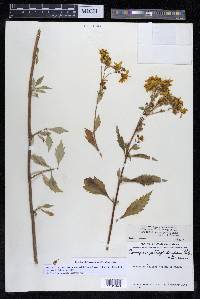 Coreopsis petrophiloides image