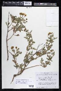 Coreopsis rudis image