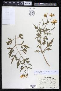 Coreopsis petrophiloides image