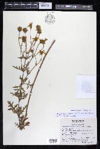 Coreopsis petrophiloides image