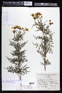 Coreopsis rhyacophila image