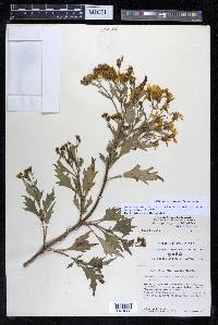 Coreopsis petrophiloides image