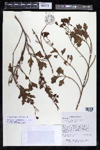 Coreopsis rudis image