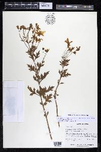 Coreopsis petrophiloides image