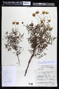 Coreopsis rhyacophila image