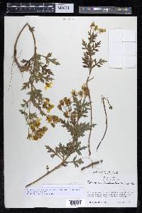 Coreopsis petrophiloides image