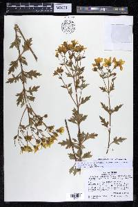 Coreopsis petrophiloides image