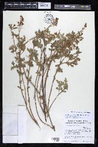 Coreopsis rudis image