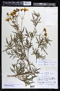 Coreopsis rhyacophila image