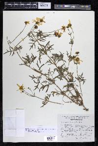 Coreopsis rhyacophila image