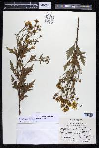 Coreopsis petrophiloides image