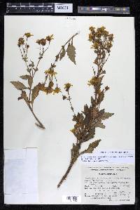 Coreopsis petrophiloides image