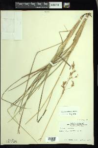 Festuca altaica image