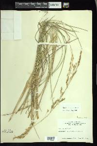 Festuca altaica image