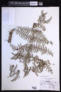 Dryopteris tetrapinnata image