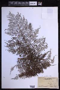 Dryopteris tetrapinnata image