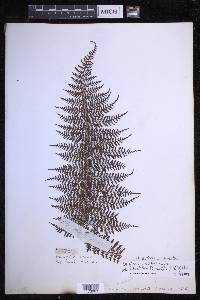 Dryopteris unidentata image