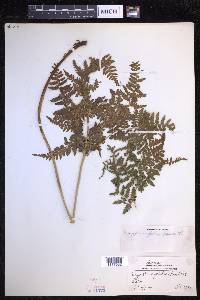 Dryopteris glabra image