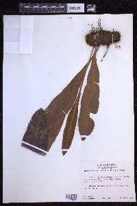 Elaphoglossum aemulum image