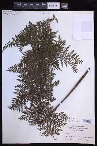 Dryopteris glabra image