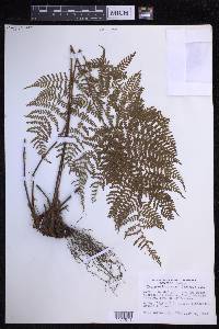 Dryopteris glabra image