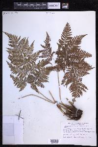 Dryopteris glabra image