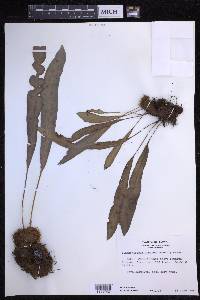 Elaphoglossum aemulum image